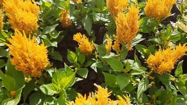 Целозия / Целозия перистая / Celosia