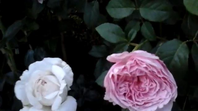 Июнь 2019.Цветут розы Остина. Generous Gardener,Winchester Cathedral смотреть онлайн