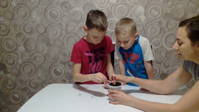 Роберт и Никита высаживают цветок Настурция в грунт. Детский канал. смотреть онлайн