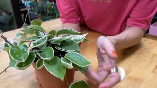 Хойя Кримсон Квин - обзор сорта | Пестролистная хойя | Восковой плющ