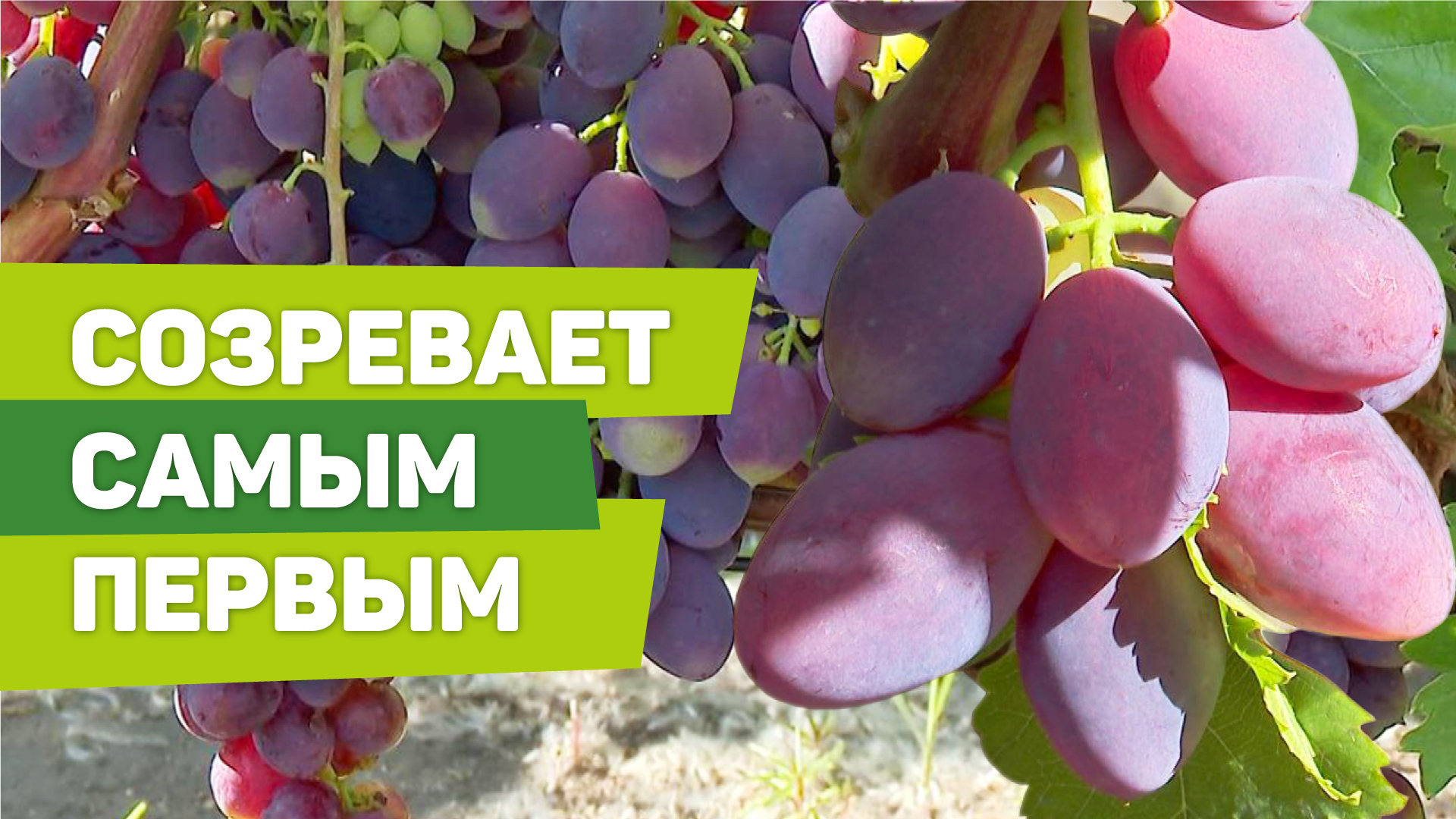 УЛЬТРАранний сорт винограда. Испытан на Урале смотреть онлайн