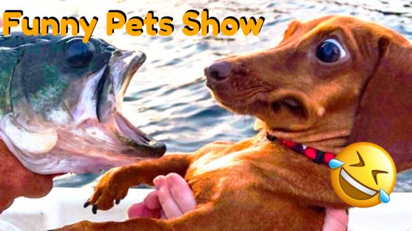 Попробуйте не засмеяться над этой подборкой смешных видео о животных_Funny Pets Show