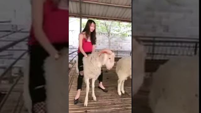 Sheep riding смотреть онлайн