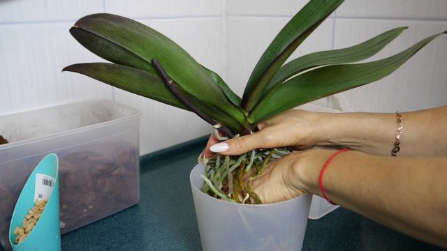 Пересадка орхидеи Женева. смотреть онлайн