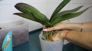 Пересадка орхидеи Женева.