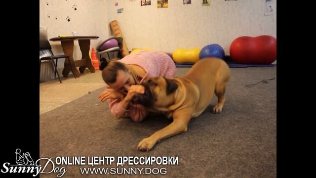 Чем заняться с собакой дома? 3 простые игры, чтобы вы не скучали смотреть онлайн