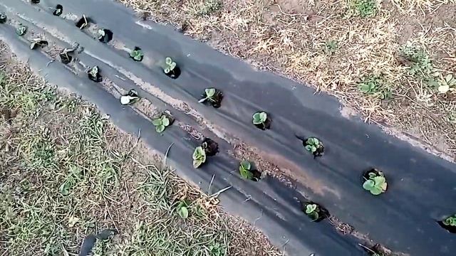 Осенняя обработка земляники садовой (клубники). Октябрь 2022 смотреть онлайн