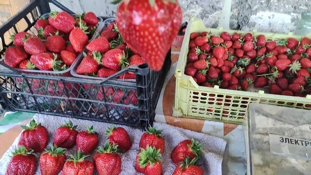 Взвешиваю самые крупные ягоды клубники Джоли. смотреть онлайн