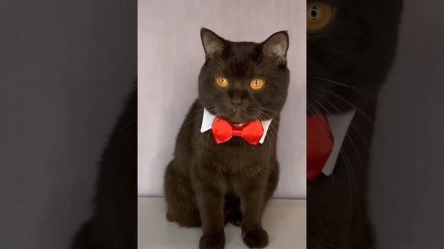 Мы теперь одна семья. Кошачья свадьба. смотреть онлайн