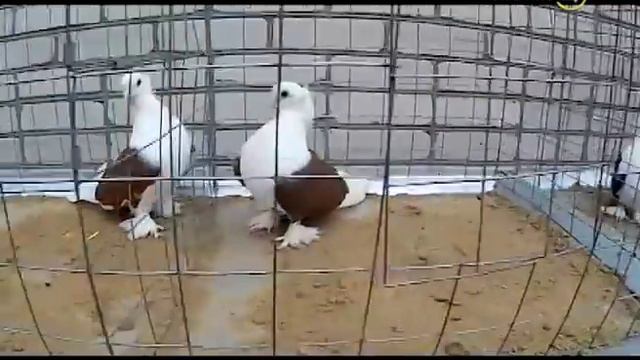 Сельские истории с Сергеем Курочкиным. Голуби смотреть онлайн