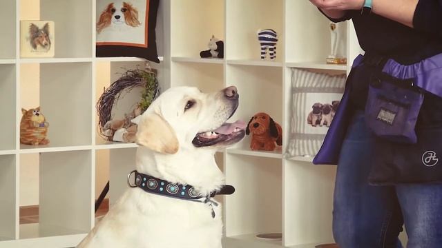 Как обучить собаку выдержке | Команда «ДЗЕН» | WikipetClub смотреть онлайн