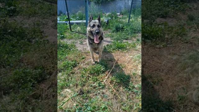 ВЕО :Отец ,Мать и Дочь смотреть онлайн