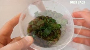 Анубиас в мини тепличке на подоконнике, месяц спустя! Анубиас вне аквариума! Содержание в теплице!