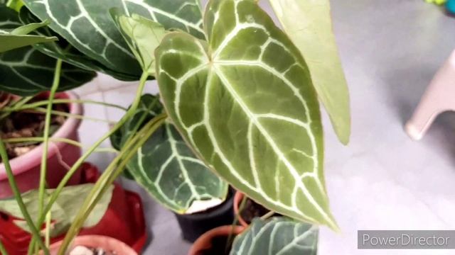 Anthurium Crystallinum Secrets & Success Story / How To  Care & Cultivate Anthurium Crystallinum