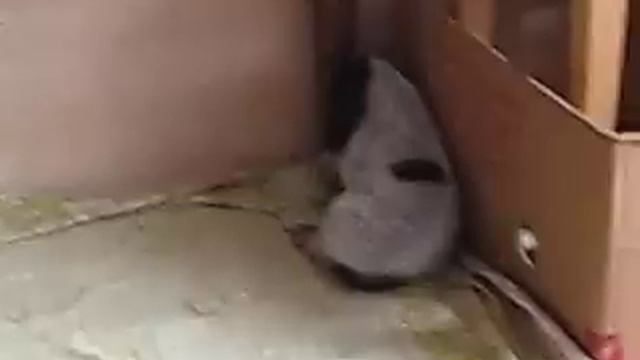 Малыши-спаниели!! смотреть онлайн