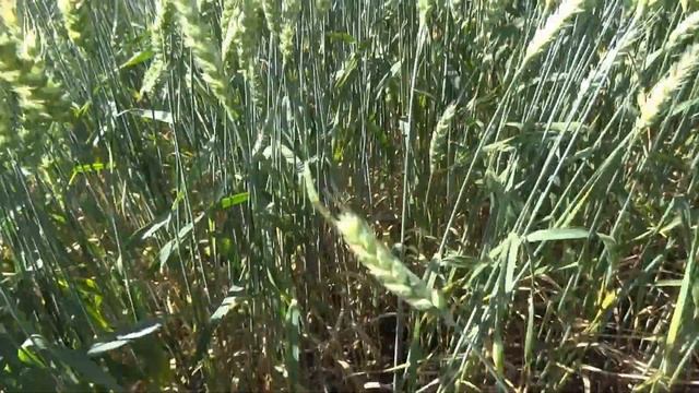 Фунгицидный эффект, проявление бурой ржавчины (15.07.19). смотреть онлайн