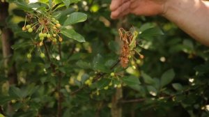 Позаботьтесь об урожае черешни сейчас. Чем опрыскивать черешню?