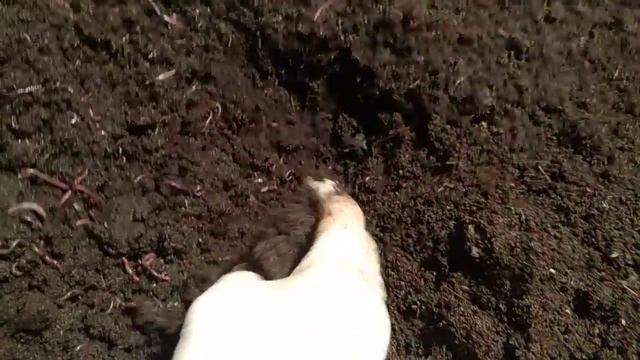 Червь дикий и старатель.