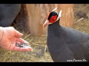 Синий ушастый фазан в питомнике ДонЗоо