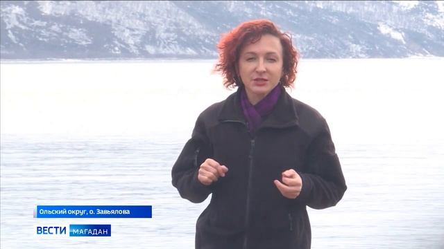 Первый детеныш овцебыка родился на острове Завьялова смотреть онлайн