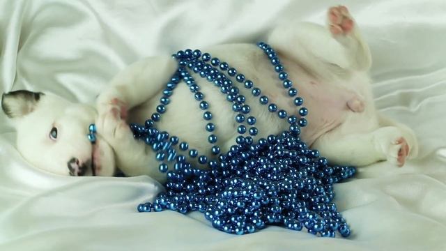 Музыка для нервных собак - успокаивающая музыка сна, глубокая музыкальная музыка для вашего питомца смотреть онлайн