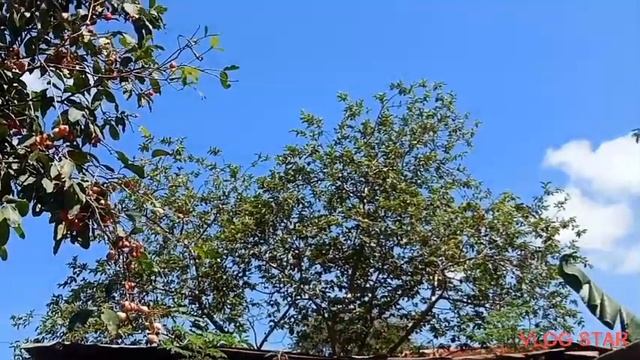 #leaves of Abocado,guava,macopa, guiavano смотреть онлайн