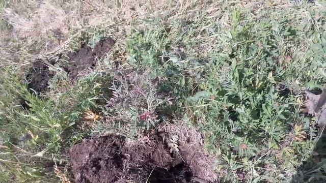 меня крепят мусора,а я копаю. смотреть онлайн