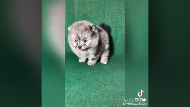 Шпиц Померанский шпиц Продажа￼ Мальчик￼ смотреть онлайн