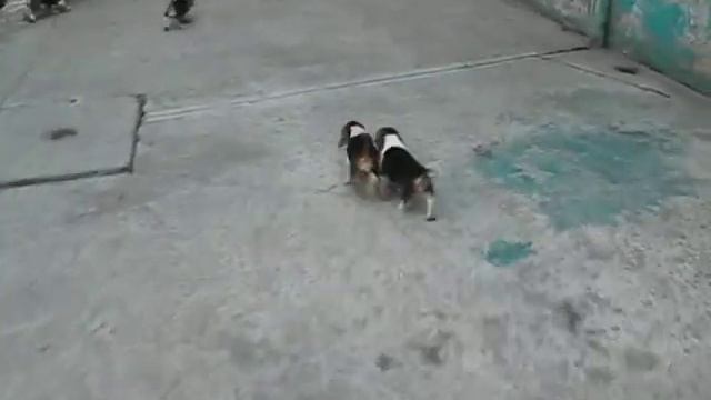 CACHORROS BEAGLE TRICOLOR смотреть онлайн