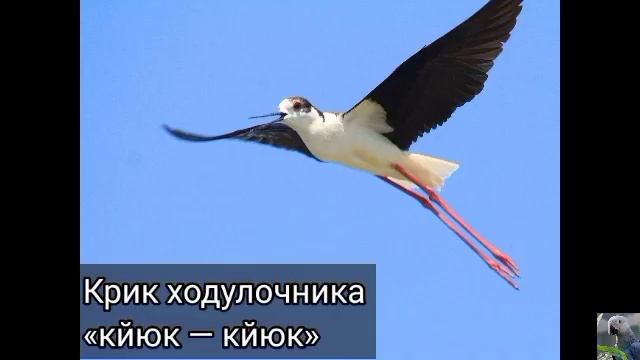 Ходулочник (англ. Black-winged stilt) смотреть онлайн