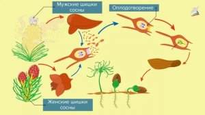 Голосеменные и покрытосеменные растения