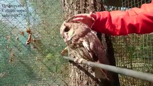 УШАСТАЯ СОВА В ПРИМОРСКОМ САФАРИ-ПАРКЕ смотреть онлайн