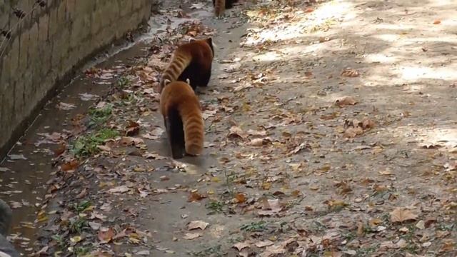 Happy steps from the Red Panda смотреть онлайн