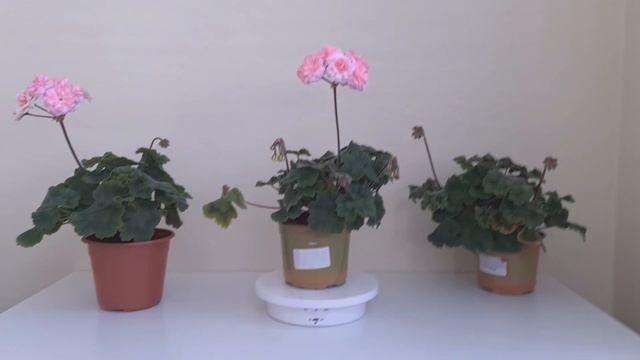 Зимнее цветение, сортоиспытание продолжается смотреть онлайн