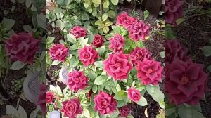 Черная магия, роза