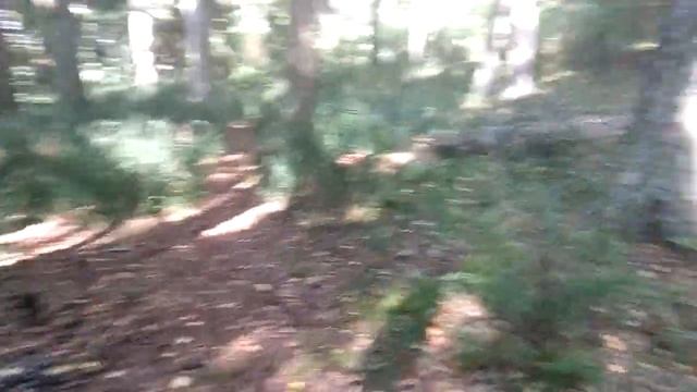 Ежовик коралловидный. Очень редкий съедобный гриб. смотреть онлайн