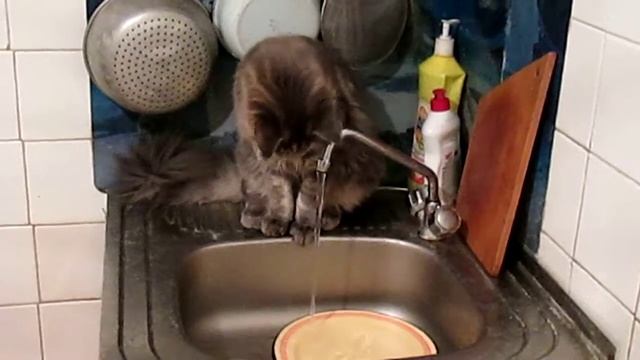 Дорхан посуду  моет.mp4