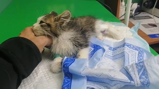 Мишутка. Незаконно рожденный наш сын.... смотреть онлайн
