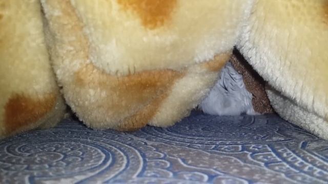 Водные процедуры хомяка смотреть онлайн