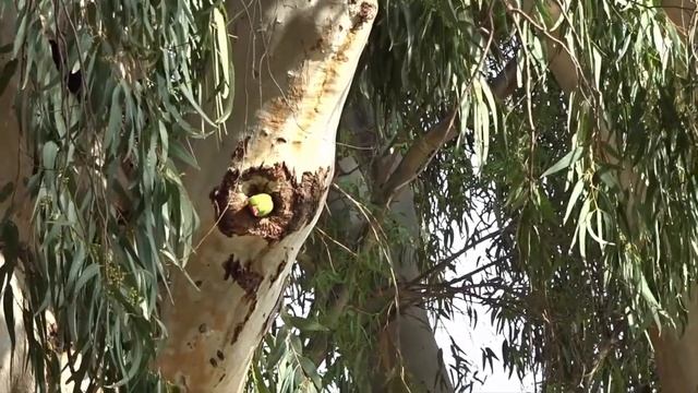 Время худеть! Попугай индийский Psittacula kraveri. смотреть онлайн