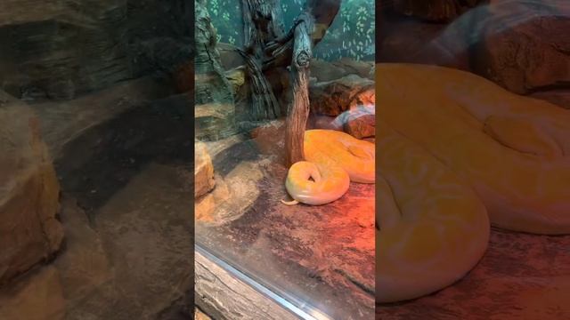 Калининградский зоопарк. смотреть онлайн