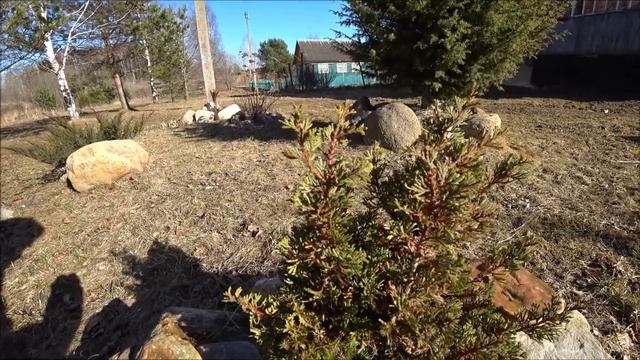 Криптомерия или японский кедр в Подмосковье. смотреть онлайн