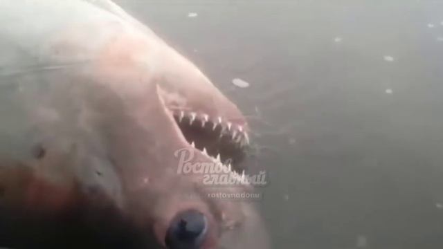 Рыбаки поймали акулу в Дону в ст. Романовской 6.11.2018 Ростов-на-Дону Главный смотреть онлайн