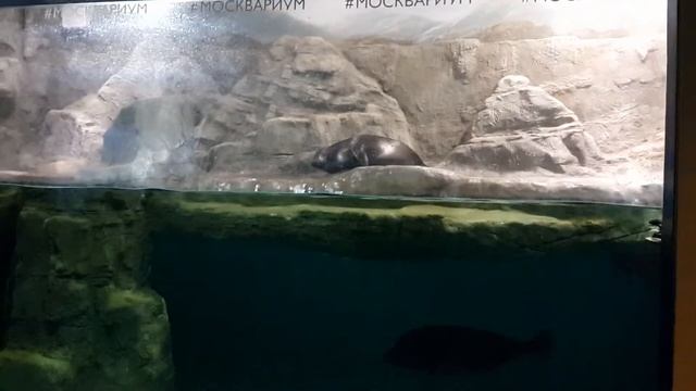 ЗАБАВНЫЕ НЕРПЫ