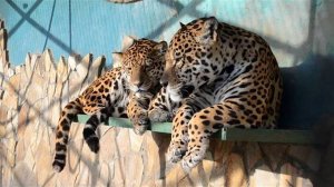 ЯГУАРЫ  ТАЙГАНА  ЛОРД и МАРКИЗА . Истории наших питомцев !.Тайган.Крым.