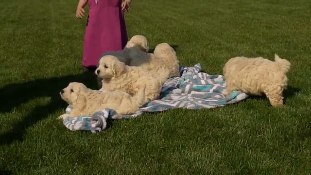 Miniature Goldendoodle Puppies For Sale Samuel L Fisher смотреть онлайн
