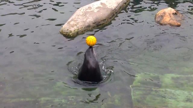 морские котики кушают. Анна Татаренко. смотреть онлайн