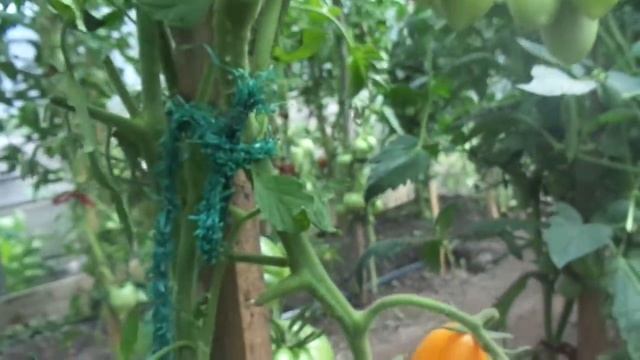 ТОМАТ РУССКИЕ КОЛОКОЛА ДАЖЕ В СИБИРИ СОЗРЕВАЕТ ОЧЕНЬ РАНО! Ольга Чернова. смотреть онлайн