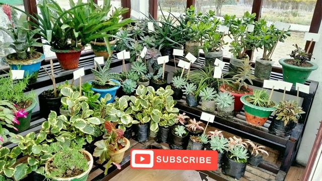 Takdah Orchid Center смотреть онлайн