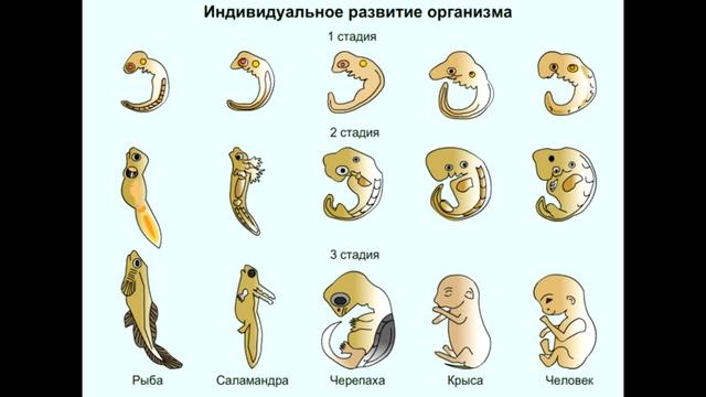 § 27 Индивидуальное развитие организмов. Биогенетический закон. смотреть онлайн